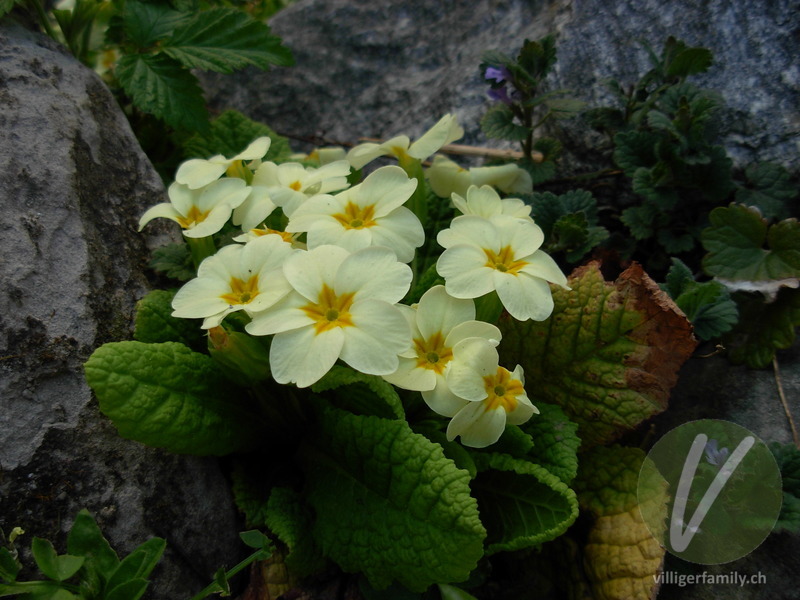 Stengellose Schlüsselblume: Übersicht